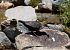 Merlo acquaiolo (Cinclus cinclus) © Christian Kofler