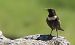 Merlo dal collare settentrionale (Turdus torquatus torquatus) © Christian Kofler