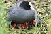 Folaga (Fulica atra) © Christian Kofler