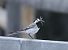 Ballerina bianca (ssp. alba) (Motacilla alba alba) © Christian Kofler