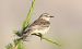 Spioncello (Anthus spinoletta) © Christian Kofler