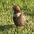Merlo dal collare settentrionale (Turdus torquatus torquatus) © Christian Kofler