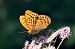 Argynnis paphia © Christian Kofler
