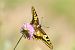 Papilio machaon © Christian Kofler