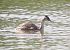 Svasso maggiore (Podiceps cristatus) © Giovanni Gianelli