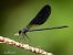 Calopteryx haemorrhoidalis  - Barlotti Andrea