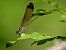 Calopteryx haemorrhoidalis © Barlotti Andrea