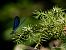Calopteryx virgo virgo  - Barlotti Andrea