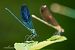 Caloptéryx éclatant (Calopteryx splendens) © Barlotti Andrea