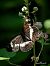 Limenitis reducta © Barlotti Andrea