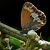 Coenonympha arcania © Barlotti Andrea