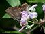Satyrium ilicis © Barlotti Andrea