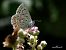 Polyommatus icarius # * © Barlotti Andrea