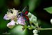 Zygaena transalpina © Barlotti Andrea