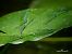 Coenagrion puella © Barlotti Andrea