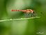 Sympetrum sanguineum © Barlotti Andrea