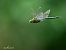 Anax imperator © Barlotti Andrea
