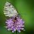 Melanargia galathea © Barlotti Andrea