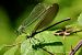 Calopteryx splendens  - Barlotti Andrea