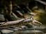 Calopteryx splendens © Barlotti Andrea