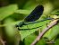 Calopteryx virgo  - Barlotti Andrea