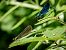 Calopteryx virgo © Barlotti Andrea