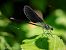 Calopteryx haemorrhoidalis  - Barlotti Andrea