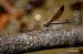 Calopteryx haemorrhoidalis © Barlotti Andrea