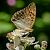 Argynnis paphia © Barlotti Andrea