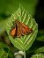 Ochlodes sylvanus  - Barlotti Andrea