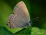 Satyrium ilicis © Barlotti Andrea