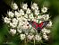 Zygaena transalpina © Barlotti Andrea