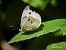 Pieris napi © Barlotti Andrea