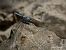 Orthetrum brunneum © Barlotti Andrea
