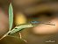 Coenagrion puella  - Barlotti Andrea