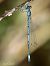 Coenagrion puella © Barlotti Andrea