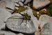 Onychogomphus forcipatus unguiculatus © Barlotti Andrea