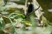 Calopteryx splendens © Barlotti Andrea