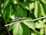 Libellula depressa © Barlotti Andrea