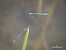 Coenagrion puella © Barlotti Andrea