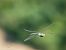 Anax imperator © Barlotti Andrea