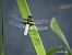 Libellula depressa © Barlotti Andrea