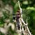 Libellula depressa  - Barlotti Andrea