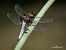 Libellula depressa © Barlotti Andrea