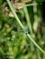 Coenagrion puella © Barlotti Andrea