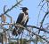 Cornacchia grigia (Corvus cornix) © Tiziana Ciaghi