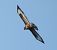 Common Buzzard (Buteo buteo) © Tiziana Ciaghi