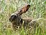 European Hare (Lepus europaeus) © Tiziana Ciaghi