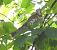 Tordo bottaccio (Turdus philomelos) © Tiziana Ciaghi