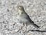 Ballerina bianca (Motacilla alba) © Tiziana Ciaghi
